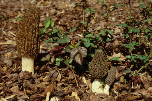 Morchella conica var.costata.